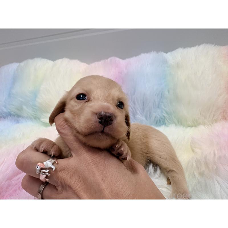 販売中の千葉県のミニチュアダックスフンド(ロングヘアード)-446515の4枚目