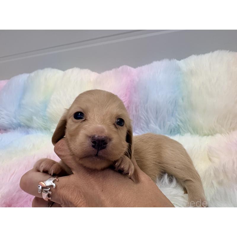 販売中の千葉県のミニチュアダックスフンド(ロングヘアード)-446515の3枚目