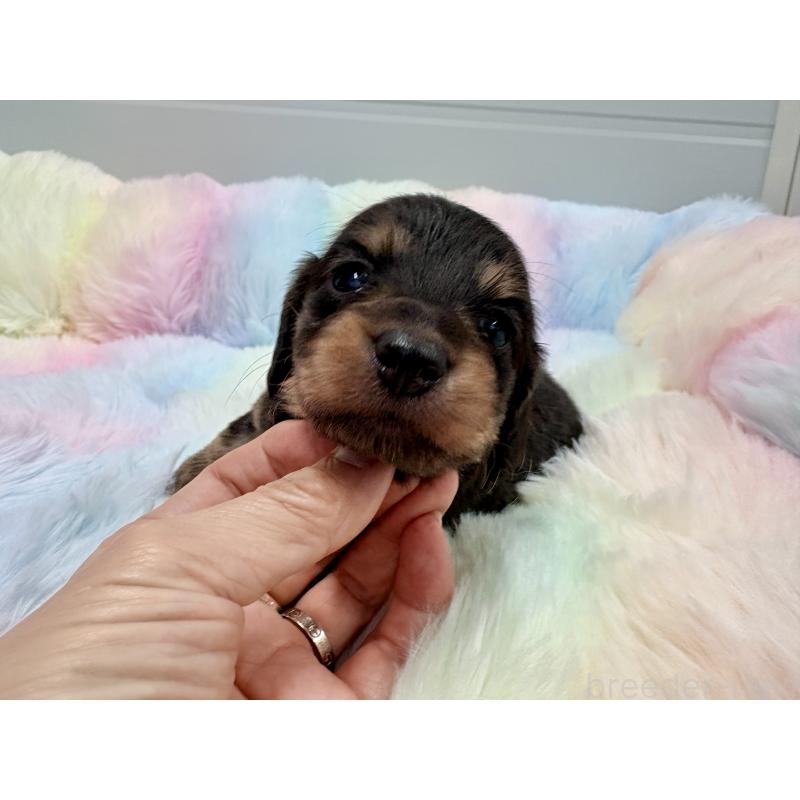 販売中の千葉県のミニチュアダックスフンド(ロングヘアード)-446516の7枚目