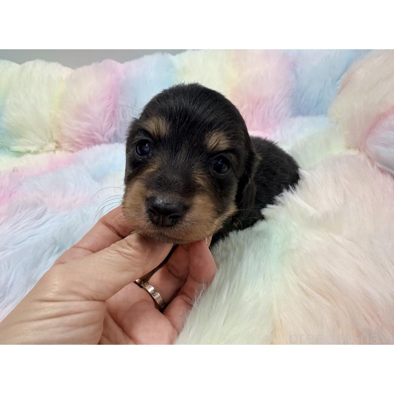 販売中の千葉県のミニチュアダックスフンド(ロングヘアード)-446516の6枚目