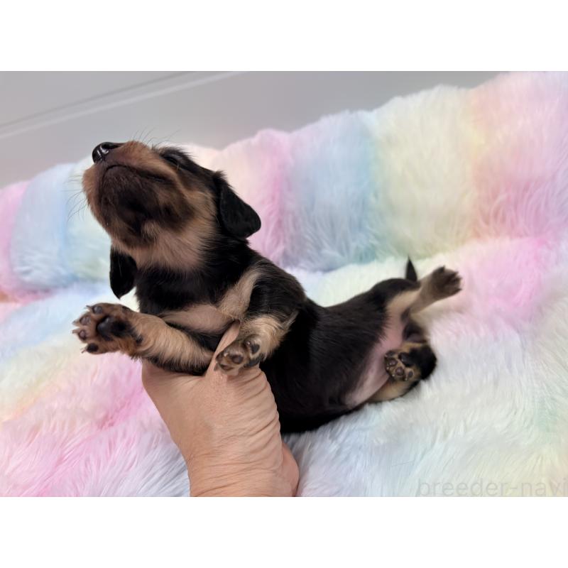 販売中の千葉県のミニチュアダックスフンド(ロングヘアード)-446516の5枚目