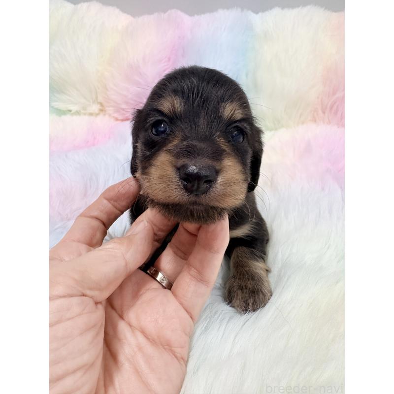 販売中の千葉県のミニチュアダックスフンド(ロングヘアード)-446516の4枚目