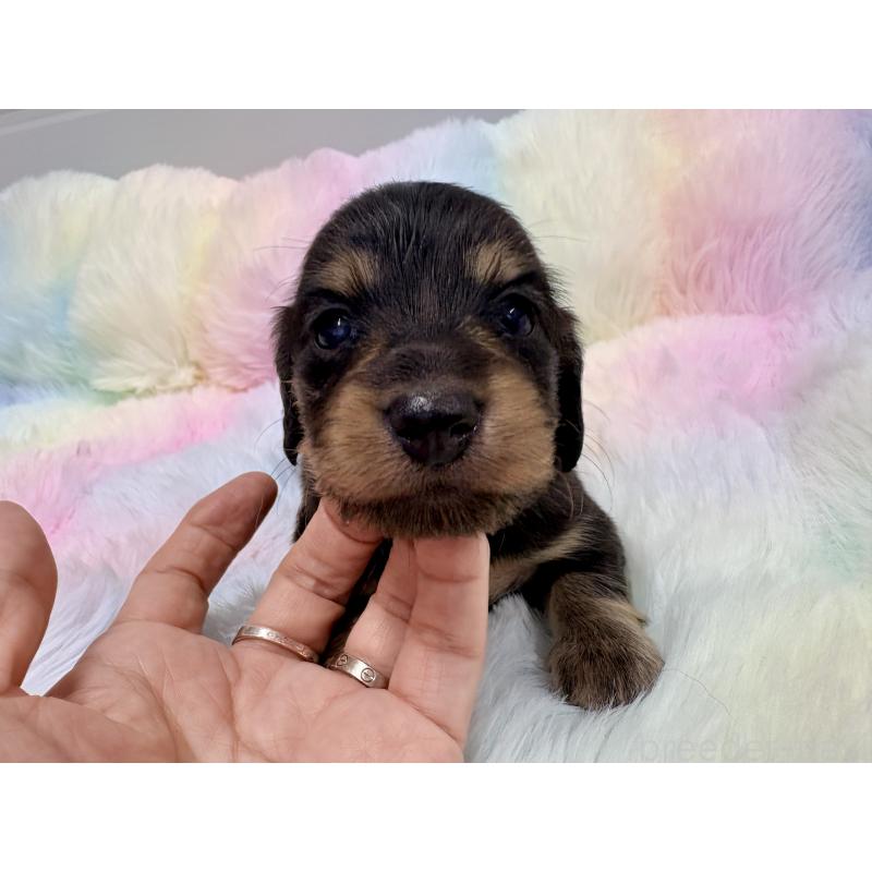 販売中の千葉県のミニチュアダックスフンド(ロングヘアード)-446516の3枚目