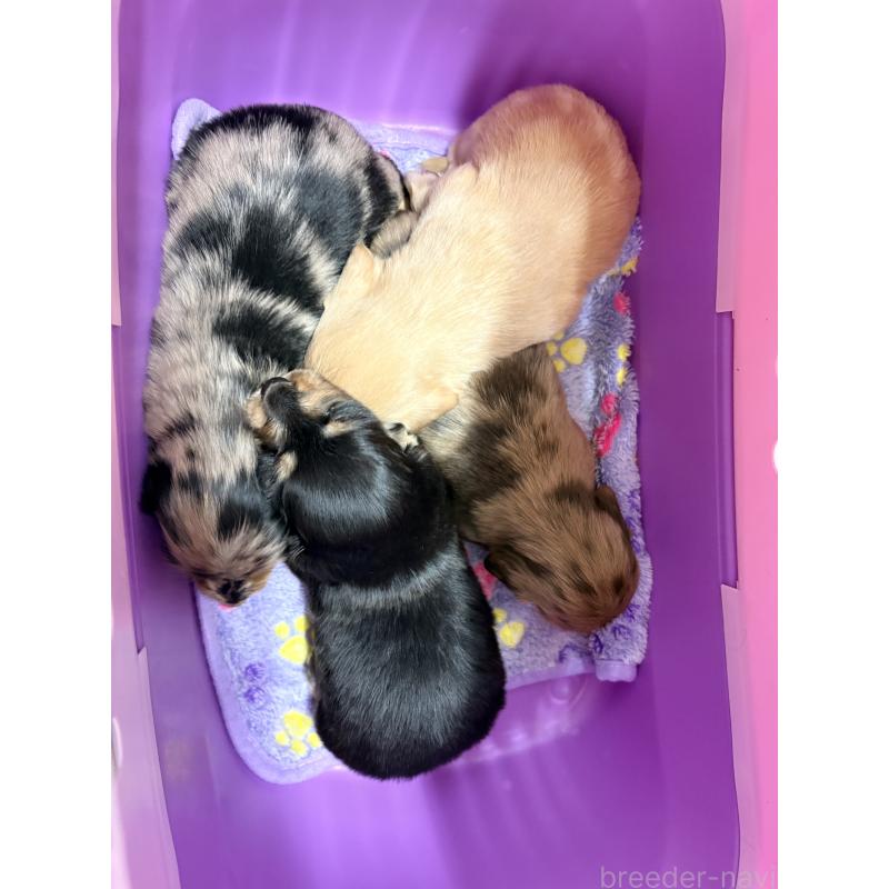 販売中の千葉県のミニチュアダックスフンド(ロングヘアード)-446516の2枚目