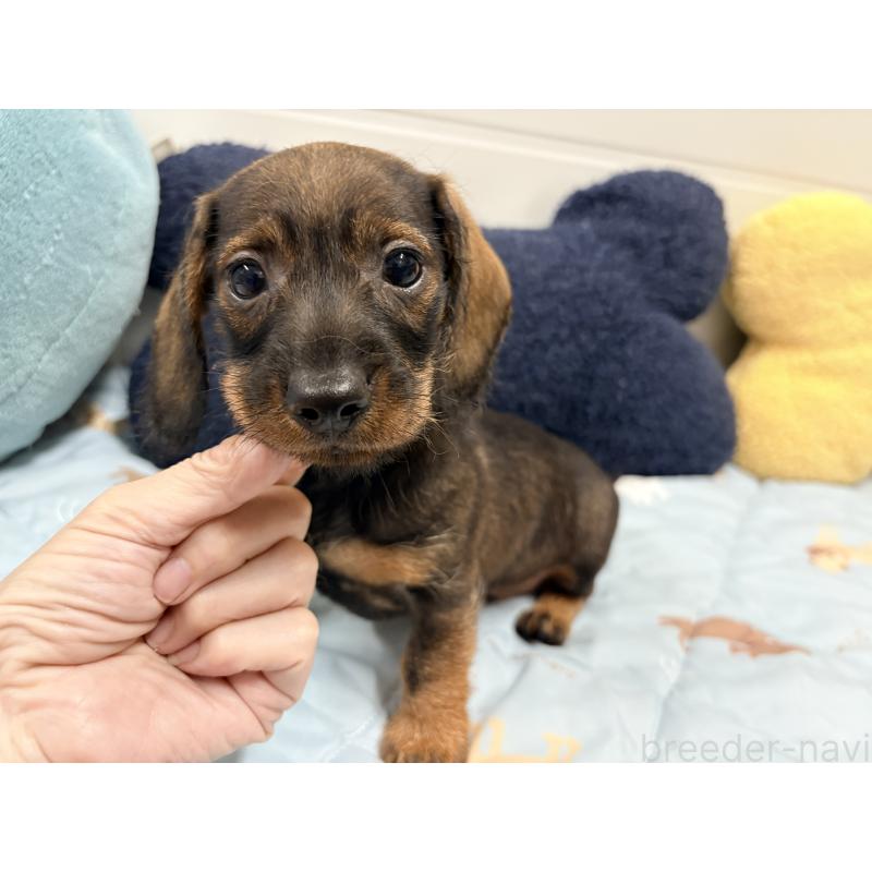 販売中の千葉県のカニンヘンダックスフンド(ワイヤーヘアード)-446517の6枚目