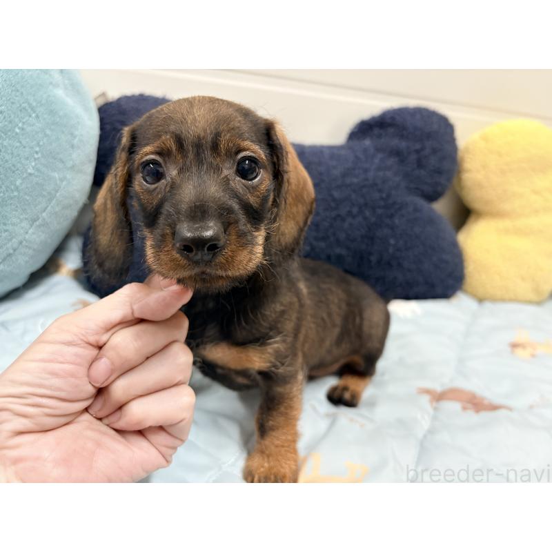 販売中の千葉県のカニンヘンダックスフンド(ワイヤーヘアード)-446517の5枚目