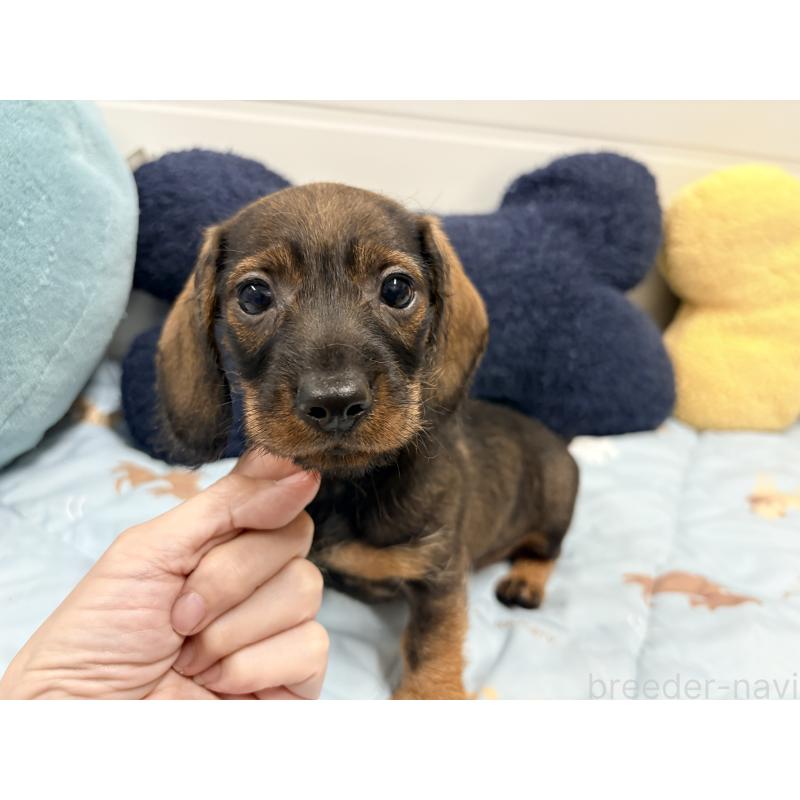 販売中の千葉県のカニンヘンダックスフンド(ワイヤーヘアード)-446517の4枚目