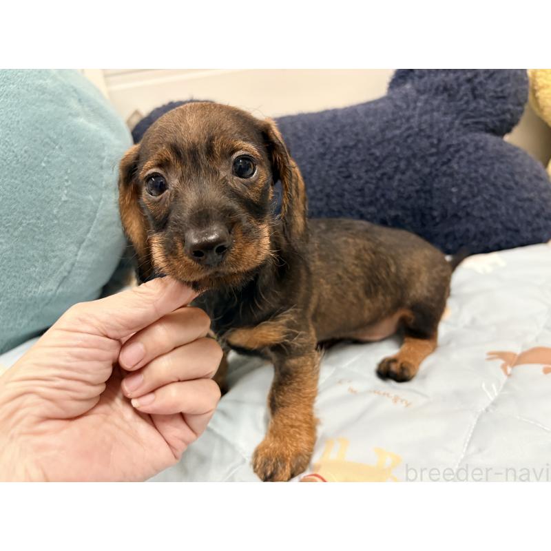 販売中の千葉県のカニンヘンダックスフンド(ワイヤーヘアード)-446517の3枚目