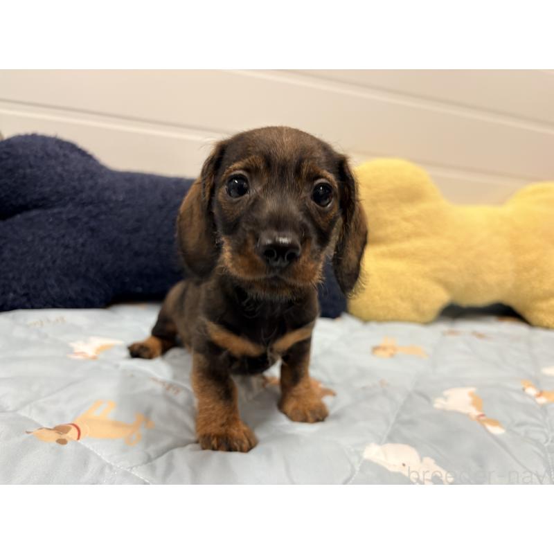 販売中の千葉県のカニンヘンダックスフンド(ワイヤーヘアード)-446517の2枚目