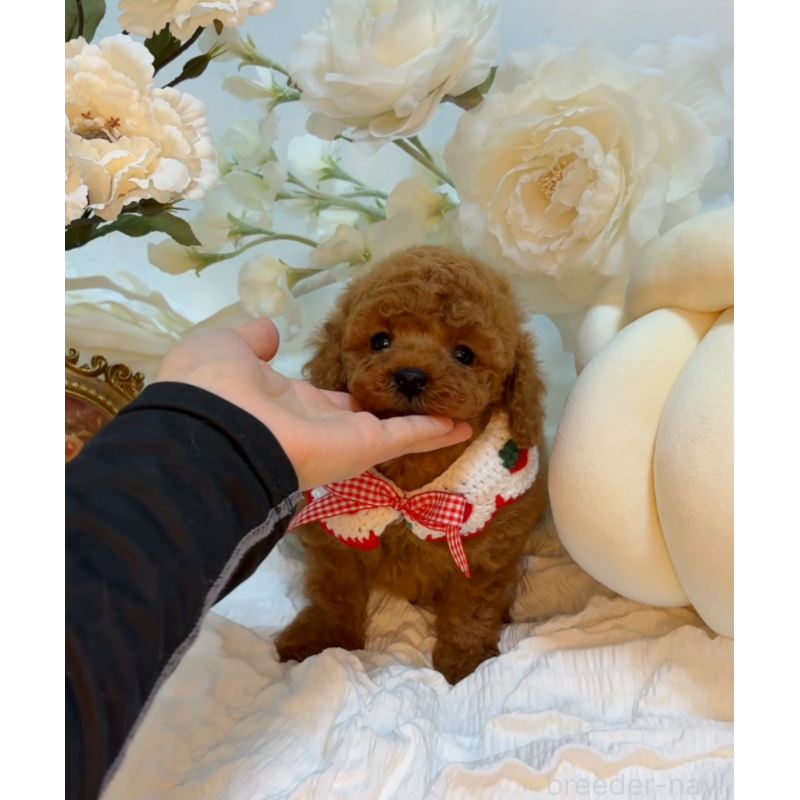 販売中の大阪府のタイニープードル-446520の4枚目