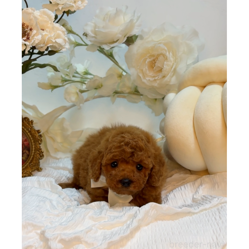 販売中の大阪府のタイニープードル-446520の2枚目