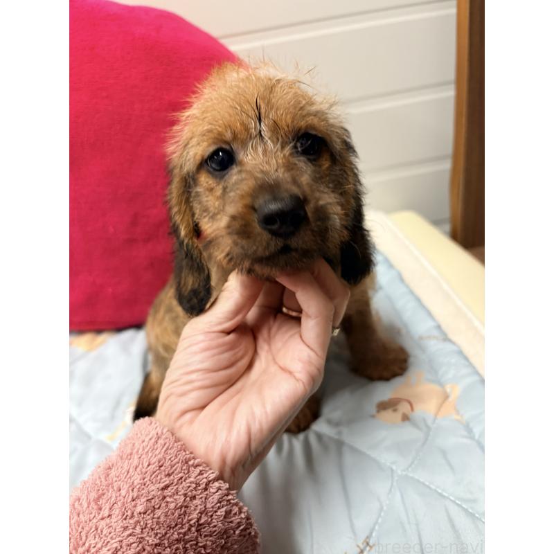 販売中の千葉県のカニンヘンダックスフンド(ワイヤーヘアード)-446518の5枚目