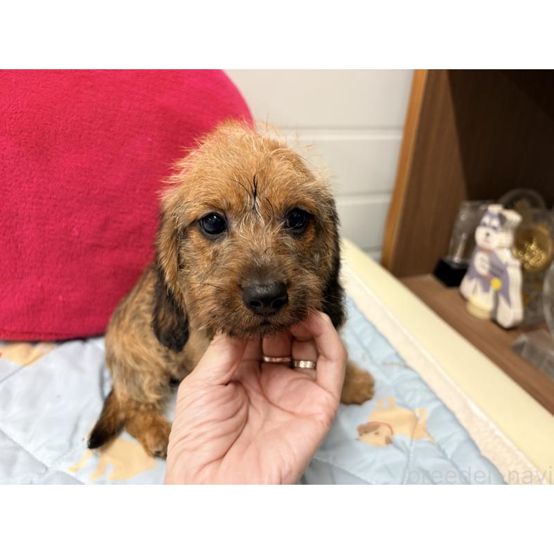 販売中の千葉県のカニンヘンダックスフンド(ワイヤーヘアード)-446518の4枚目