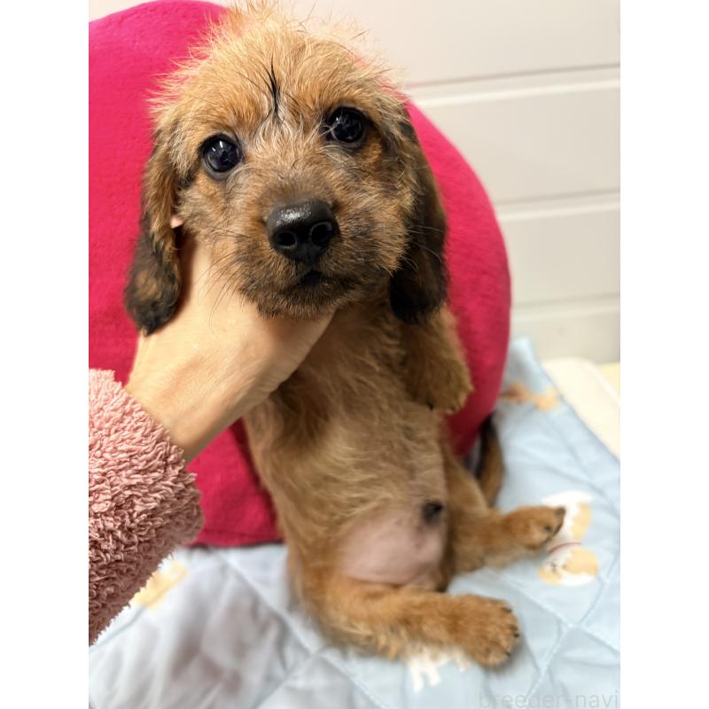 販売中の千葉県のカニンヘンダックスフンド(ワイヤーヘアード)-446518の2枚目