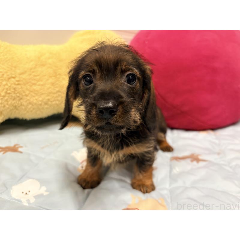 販売中の千葉県のカニンヘンダックスフンド(ワイヤーヘアード)-446519の6枚目