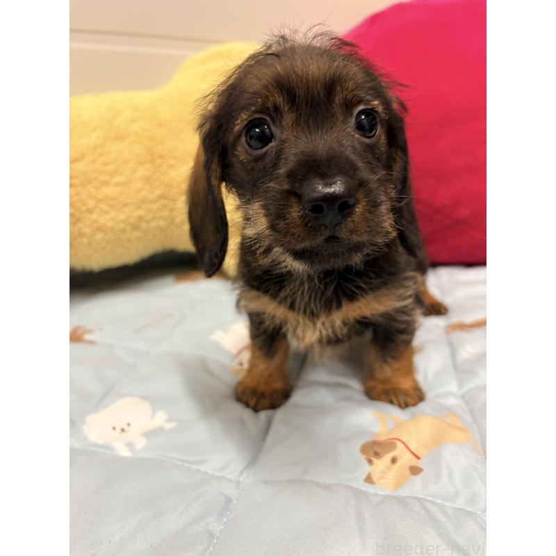 販売中の千葉県のカニンヘンダックスフンド(ワイヤーヘアード)-446519の5枚目