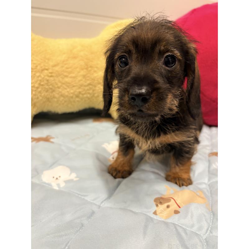 販売中の千葉県のカニンヘンダックスフンド(ワイヤーヘアード)-446519の4枚目