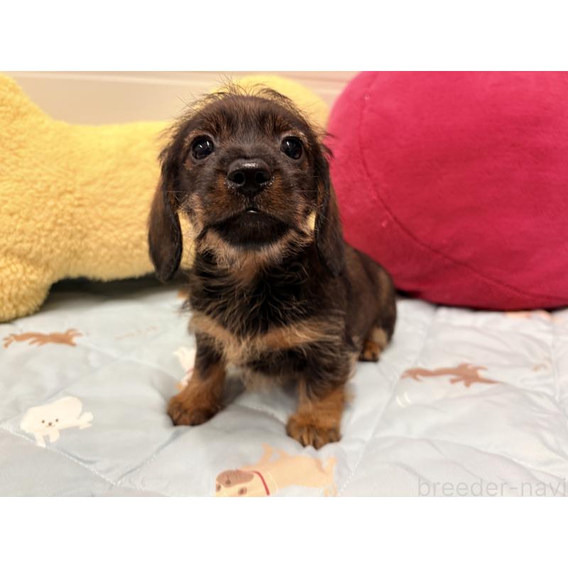 販売中の千葉県のカニンヘンダックスフンド(ワイヤーヘアード)-446519の3枚目