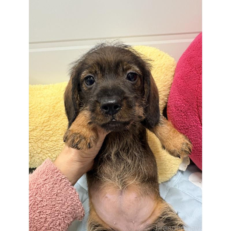 販売中の千葉県のカニンヘンダックスフンド(ワイヤーヘアード)-446519の2枚目