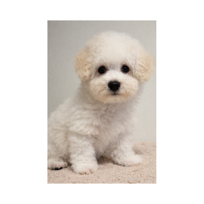 販売中の北海道のビションフリーゼ-446521の5枚目