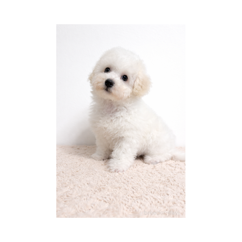 販売中の北海道のビションフリーゼ-446521の4枚目