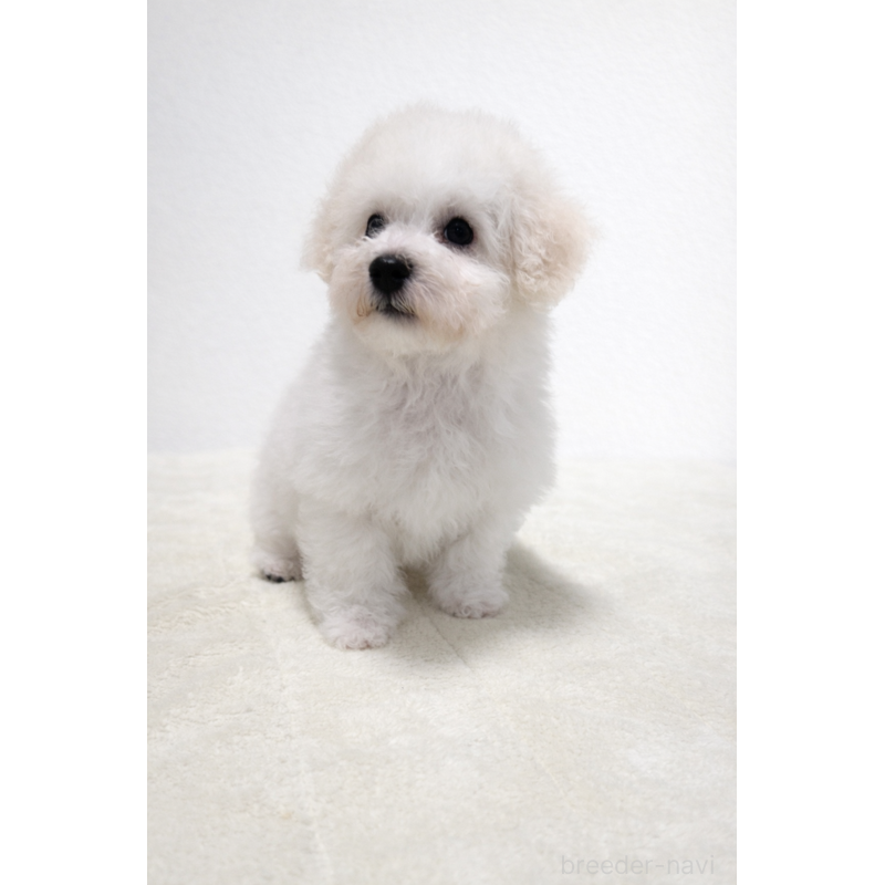 販売中の北海道のビションフリーゼ-446521の3枚目