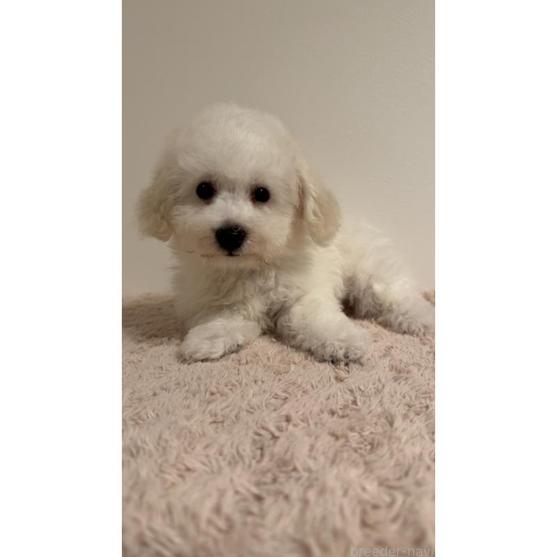 販売中の北海道のビションフリーゼ-446521の2枚目