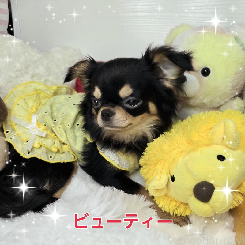 販売中の東京都のチワワ(ロングコート)-423308