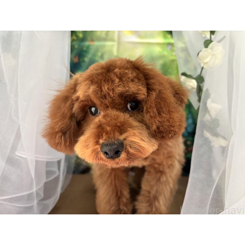 販売中の栃木県のトイプードル-446522の10枚目