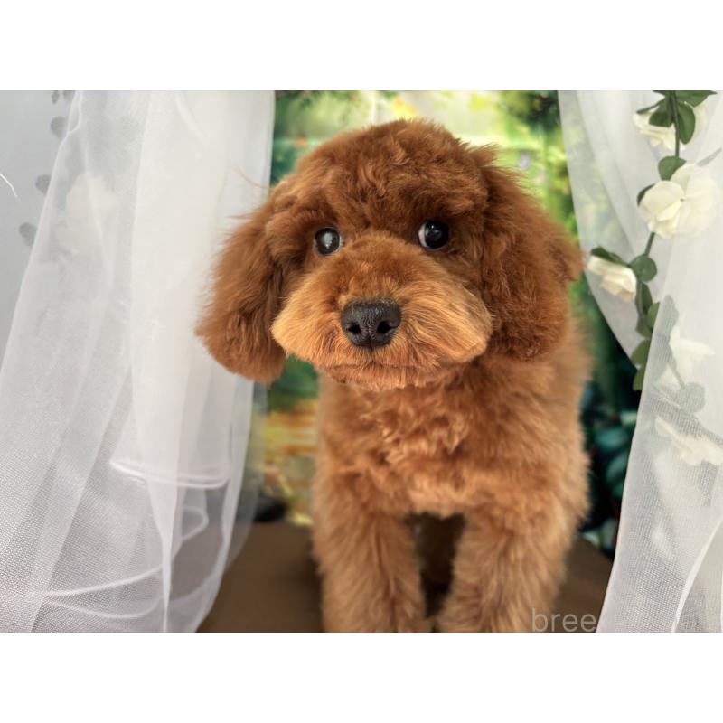 販売中の栃木県のトイプードル-446522の8枚目