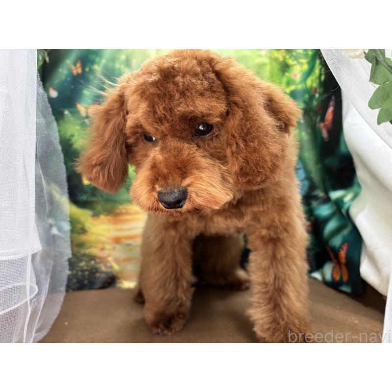 販売中の栃木県のトイプードル-446522の7枚目