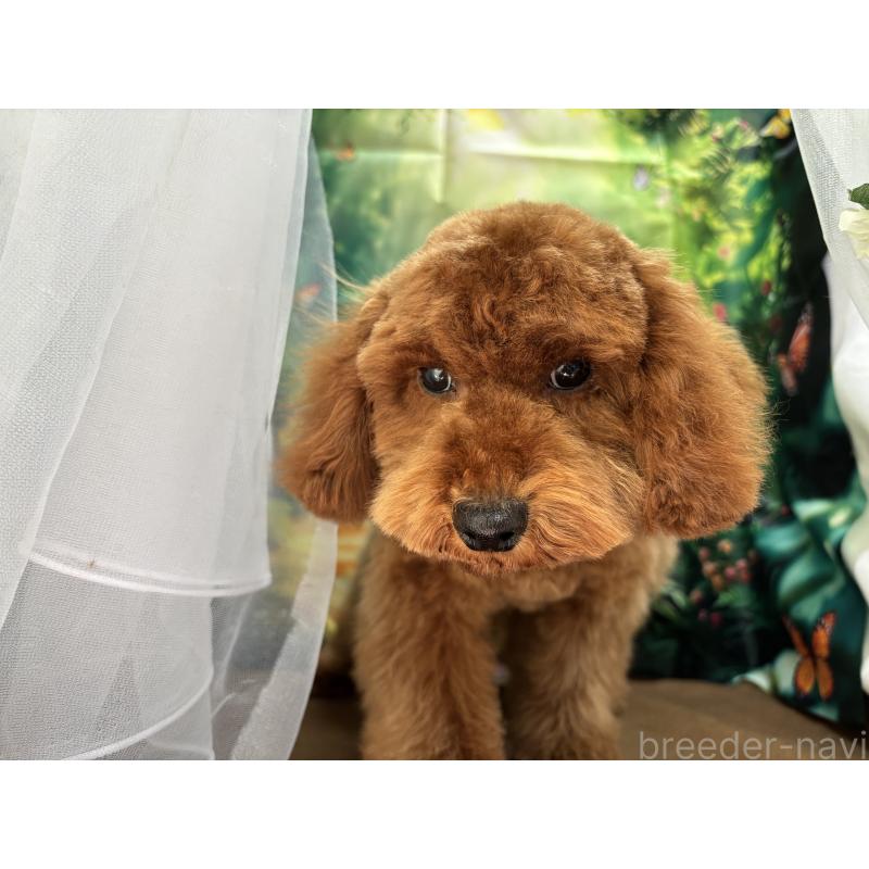 販売中の栃木県のトイプードル-446522の6枚目