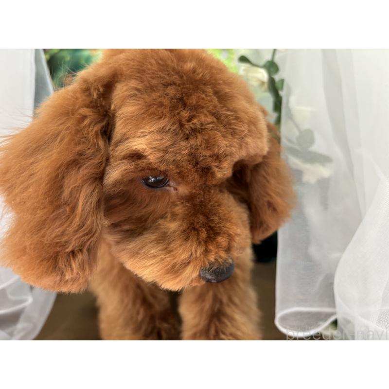 販売中の栃木県のトイプードル-446522の5枚目