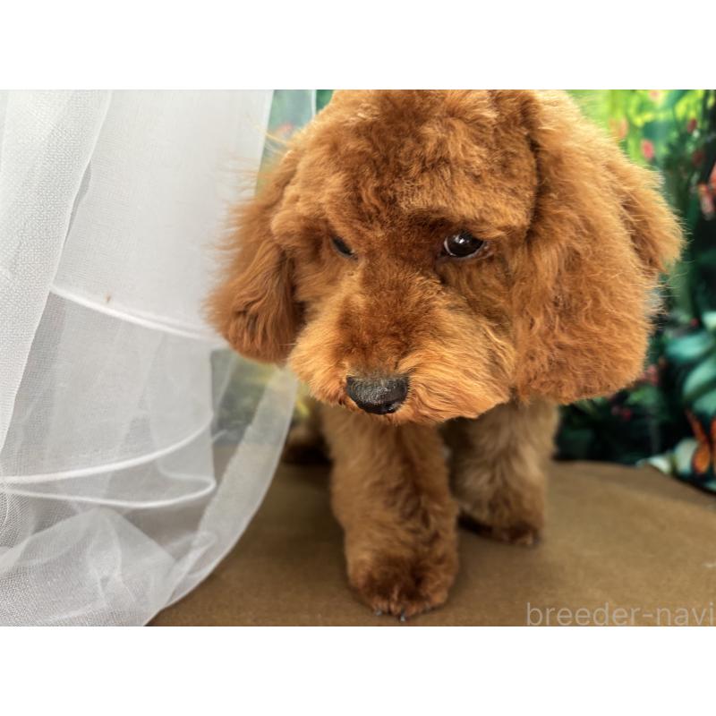 販売中の栃木県のトイプードル-446522の4枚目