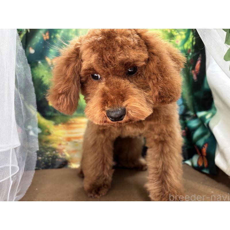 販売中の栃木県のトイプードル-446522の3枚目