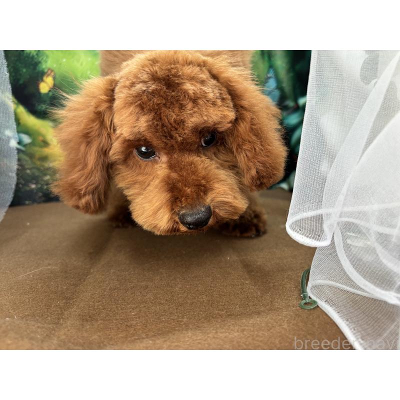 販売中の栃木県のトイプードル-446522の2枚目