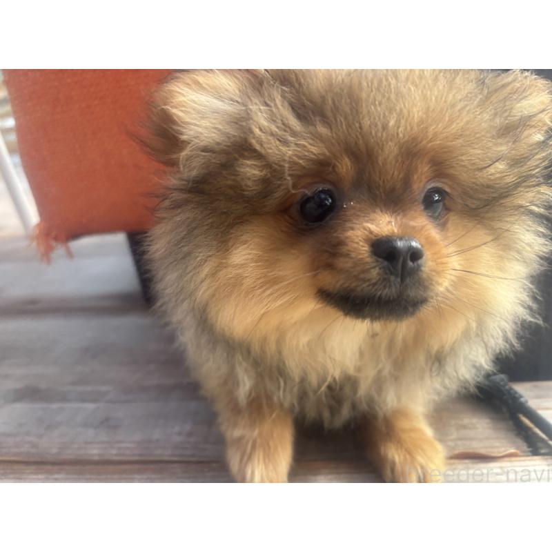 販売中の長崎県のポメラニアン-446525の7枚目