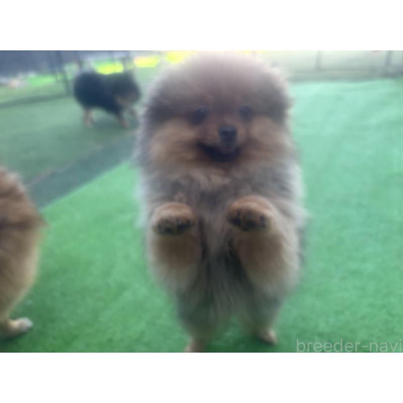 販売中の長崎県のポメラニアン-446525の6枚目