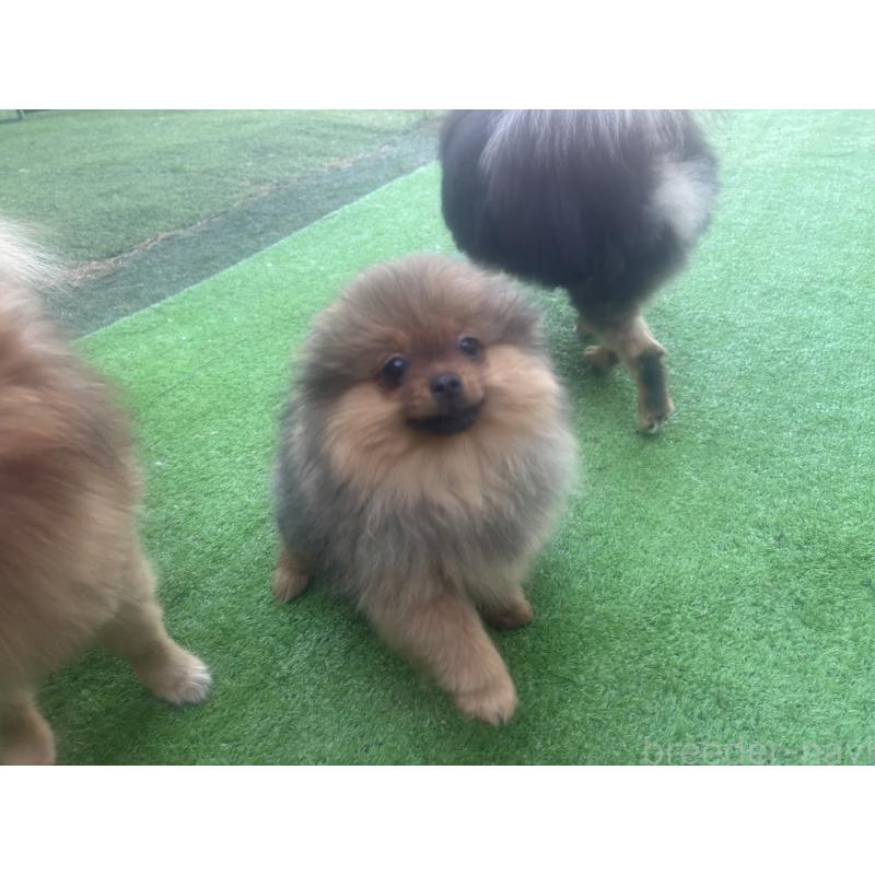 販売中の長崎県のポメラニアン-446525の5枚目