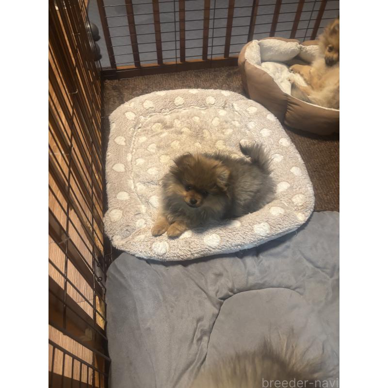 販売中の長崎県のポメラニアン-446525の4枚目