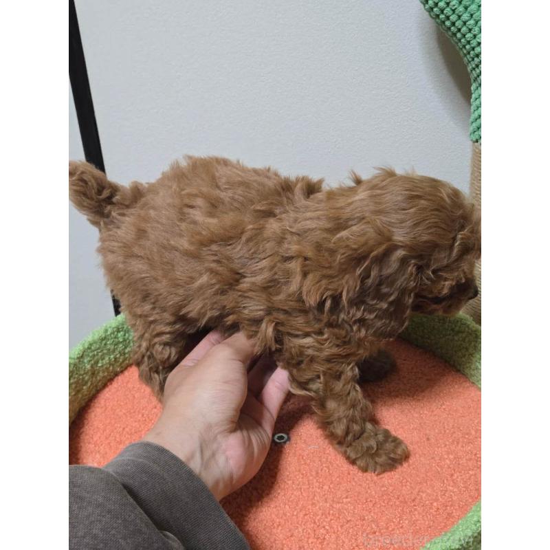 販売中の埼玉県のトイプードル-446526の6枚目