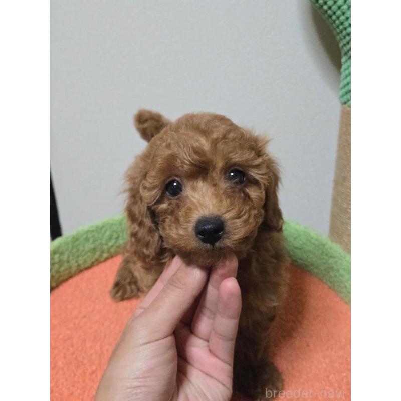 販売中の埼玉県のトイプードル-446526の4枚目