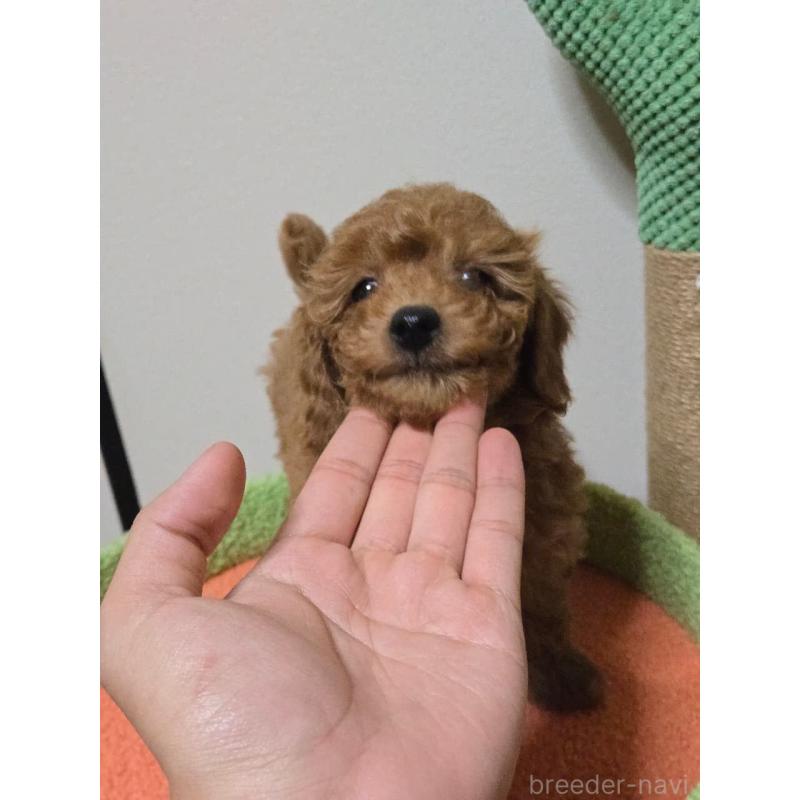 販売中の埼玉県のトイプードル-446526の2枚目