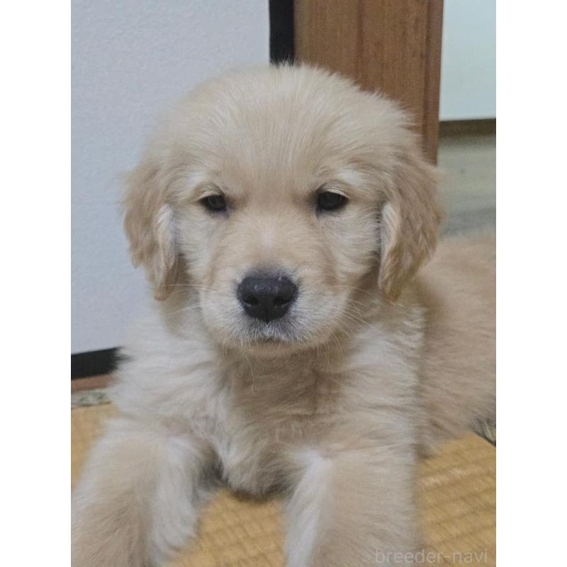 販売中の埼玉県のゴールデンレトリーバー-446528の5枚目