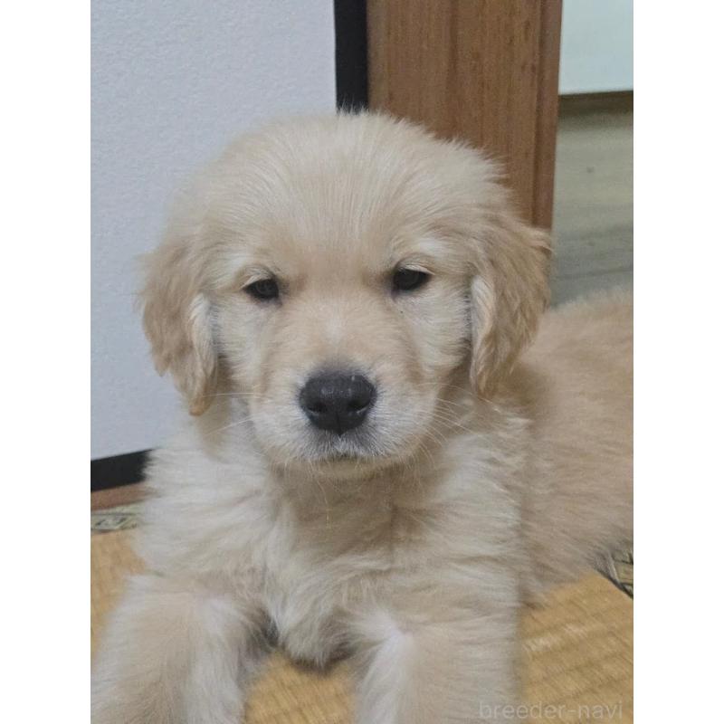 販売中の埼玉県のゴールデンレトリーバー-446528の4枚目