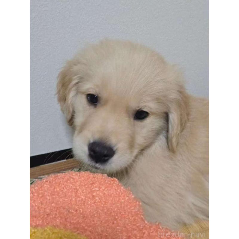 販売中の埼玉県のゴールデンレトリーバー-446528の3枚目