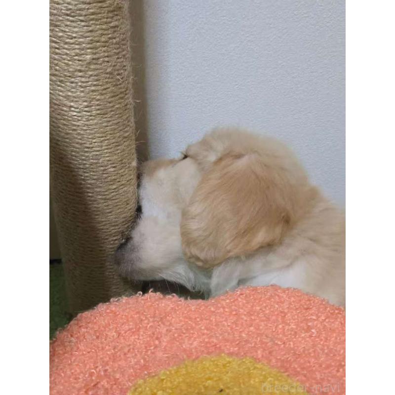 販売中の埼玉県のゴールデンレトリーバー-446528の2枚目