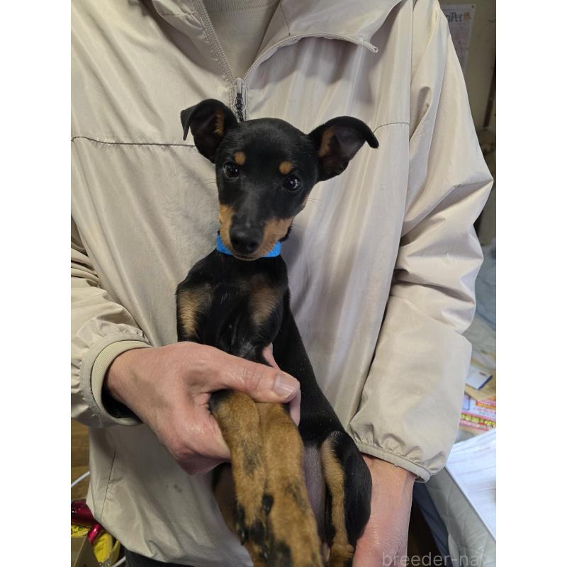 商談中の静岡県のトイマンチェスターテリア-438294の3枚目