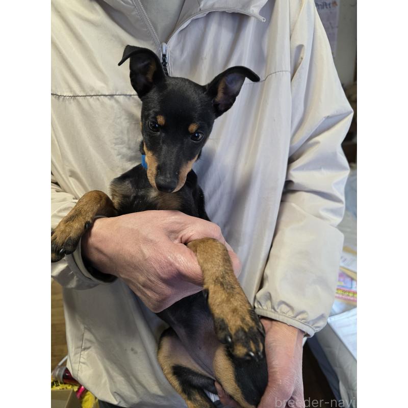 商談中の静岡県のトイマンチェスターテリア-438294の2枚目