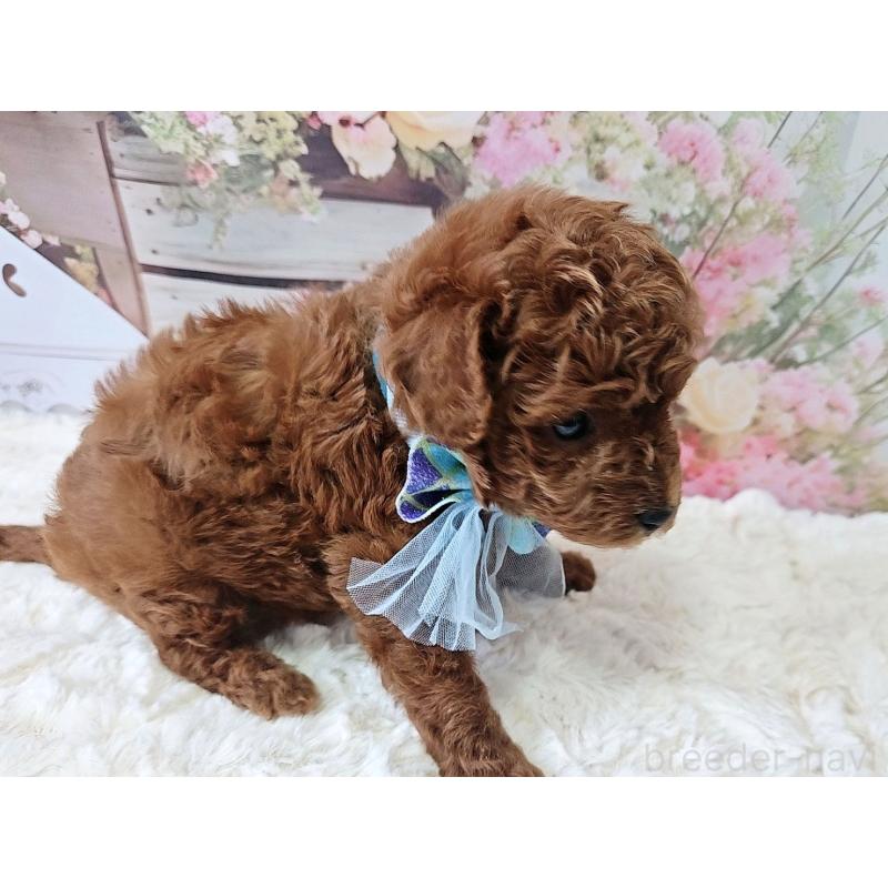 販売中の岐阜県のトイプードル-446529の9枚目